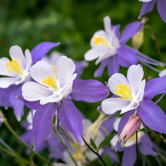 columbine blue - Gardening Plants and Flowers