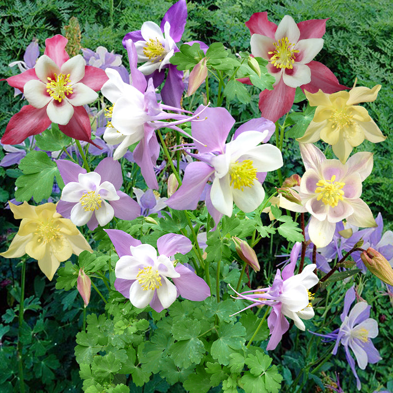 columbine mix - Gardening Plants and Flowers