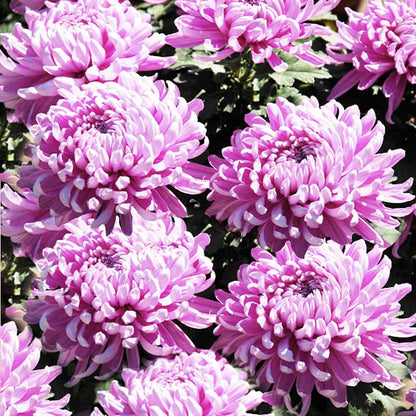 Aster Seeds - Callistephus Chinensis - Multi-color Flower For Container And Garden