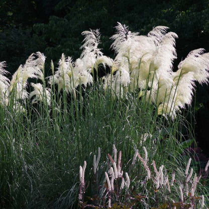 Tall white grasses swaying in the wind with a dark background