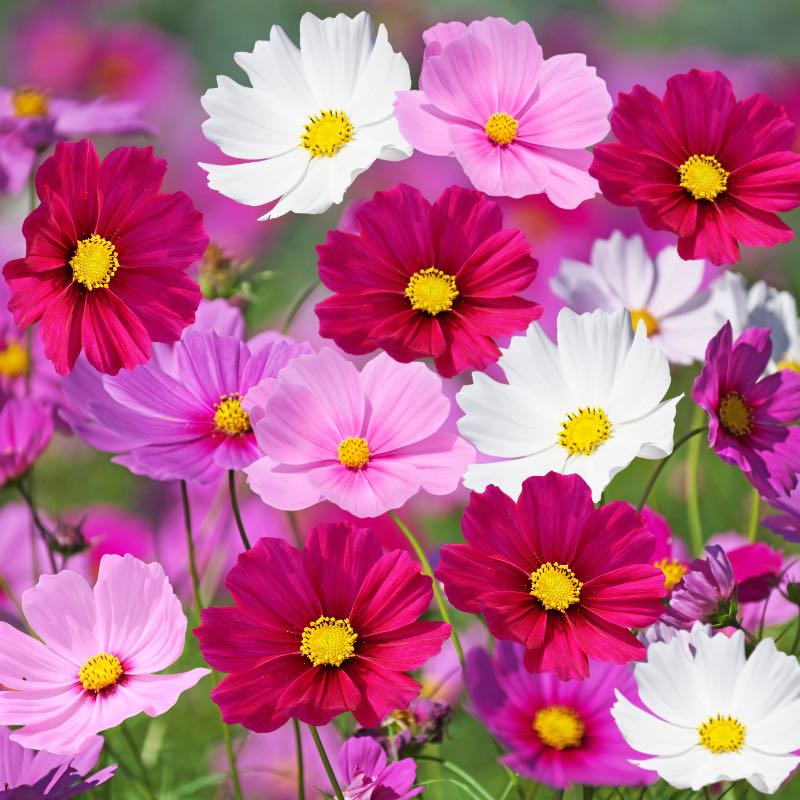 Colorful flowers with pink, red, and white blossoms on a blurred floral background
