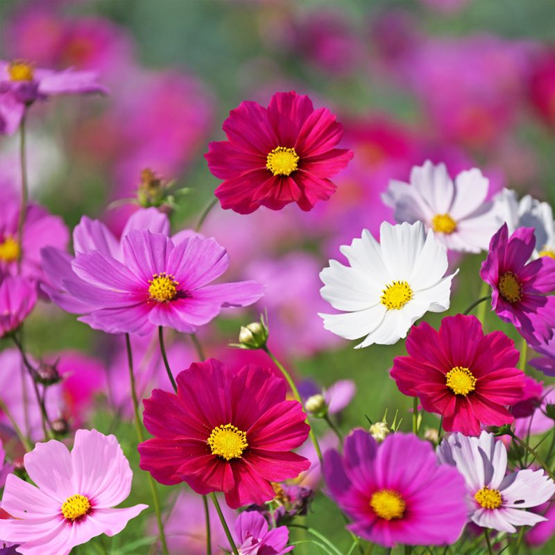 Colorful cosmos flowers in a field with a blurred background