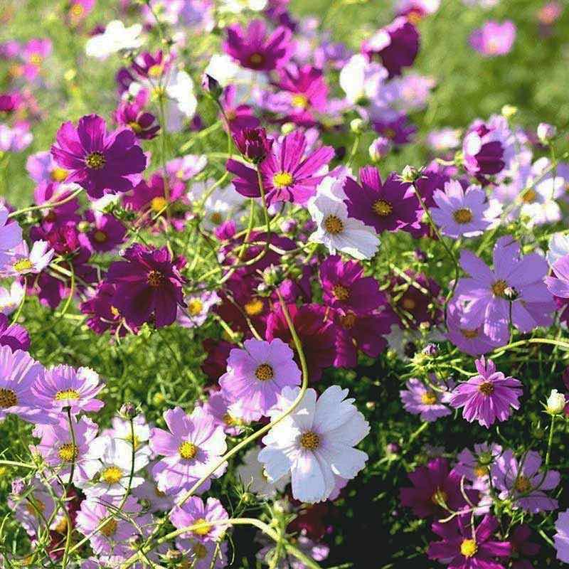 Colorful flower field with purple, white, and pink cosmos flowers.