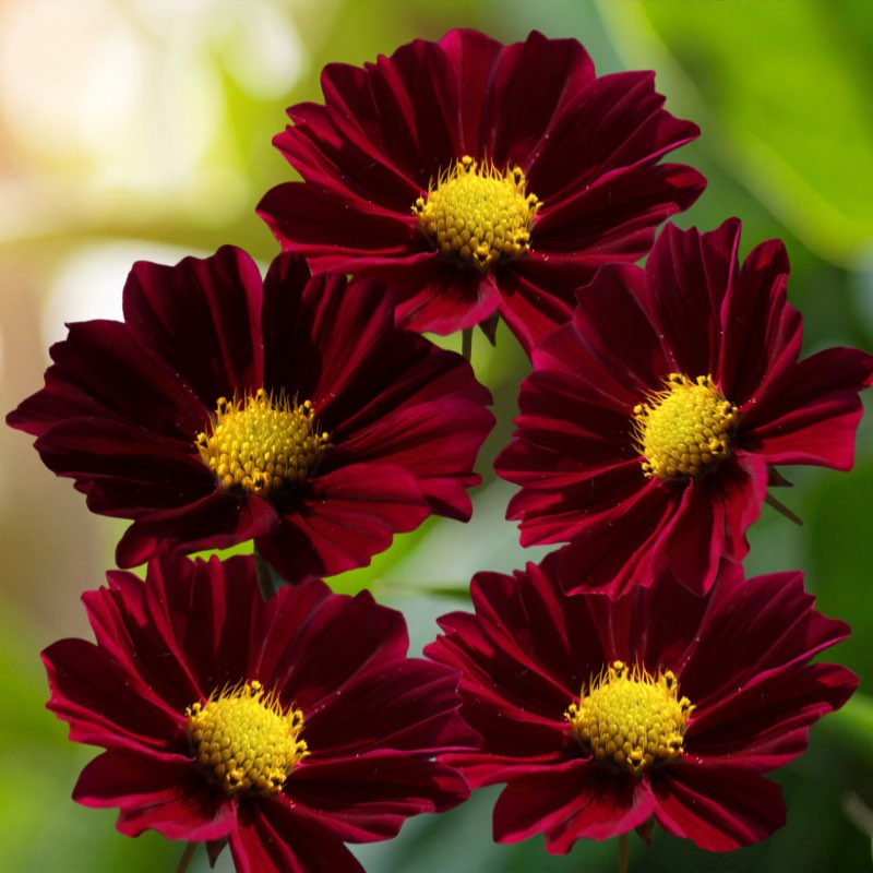 Close-up of five Cosmos Tetra burgundy flowers with yellow centers against a blurred green background