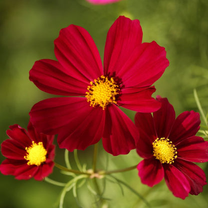Close-up of three red cosmos flowers with yellow centers on a blurred green background