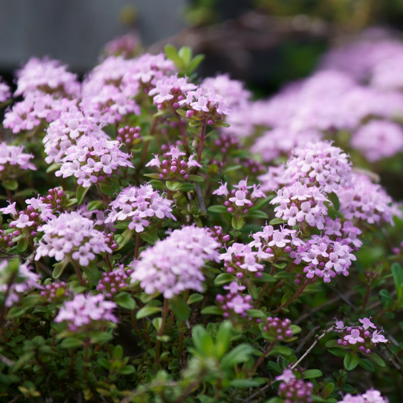 Close-up of thyme sepyllum flowers with green leaves in a garden setting