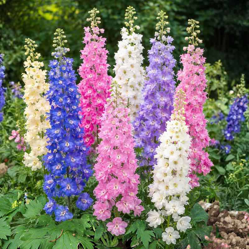 Multicolored delphinium flowers in a garden setting
