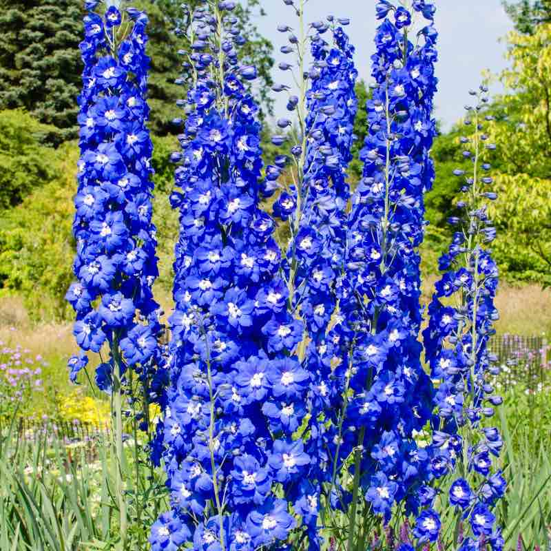 Tall blue delphinium flowers in a garden setting with greenery and trees in the background