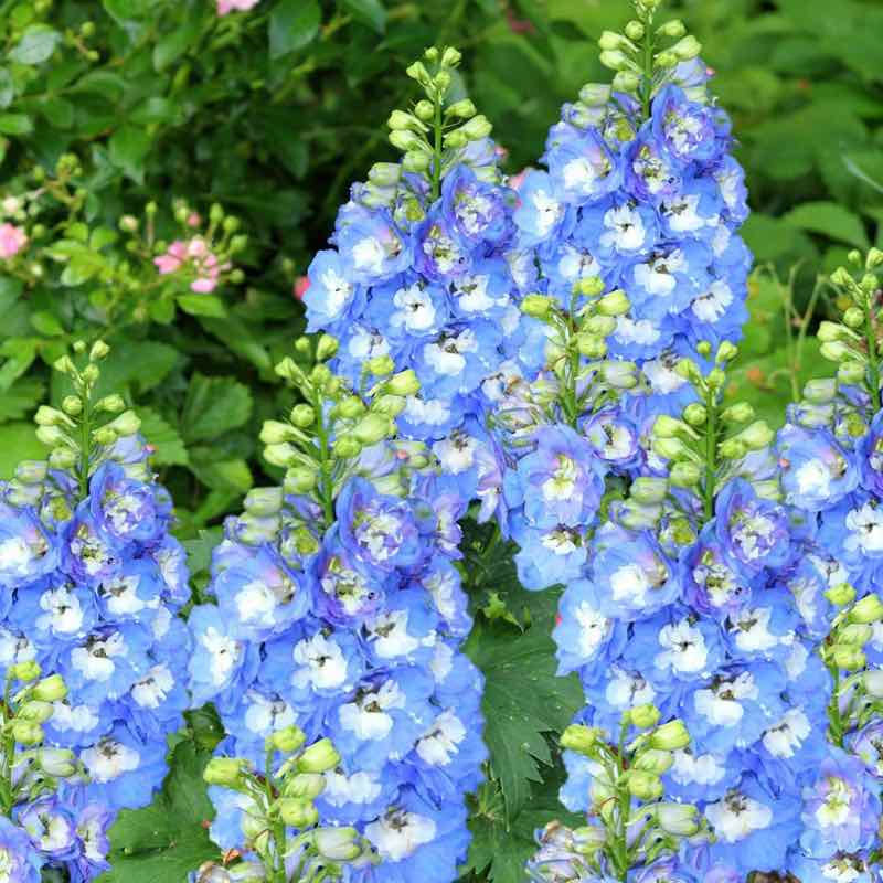 Blue delphinium flowers with green leaves in a garden setting