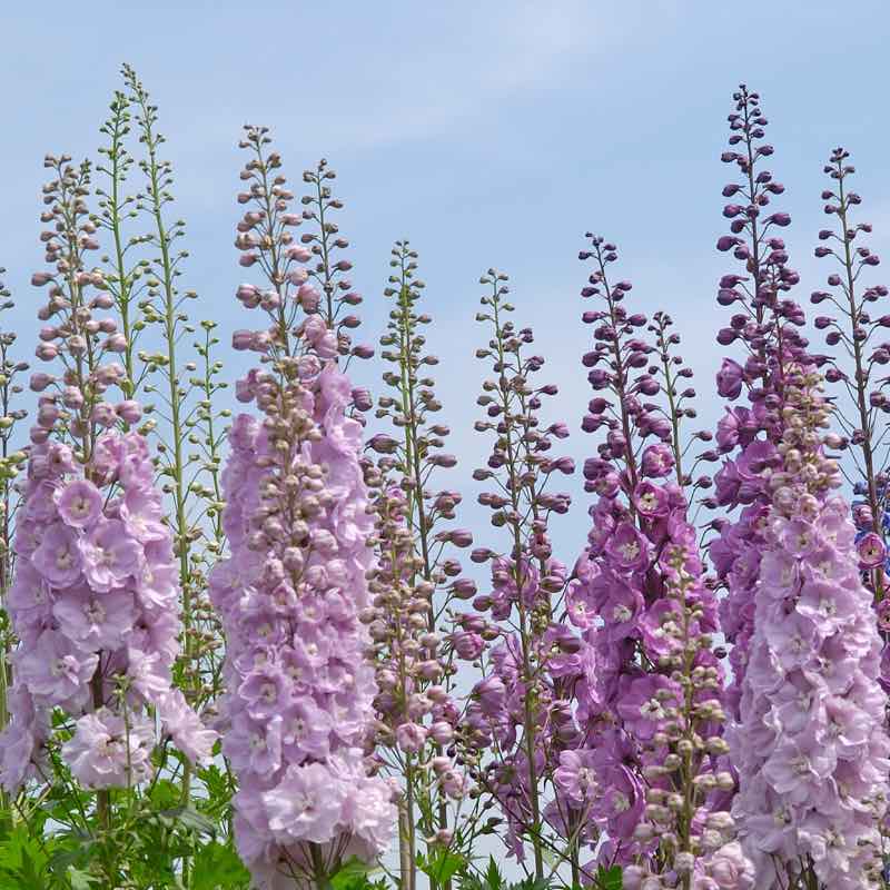 Pink delphinium flowers against a clear blue sky