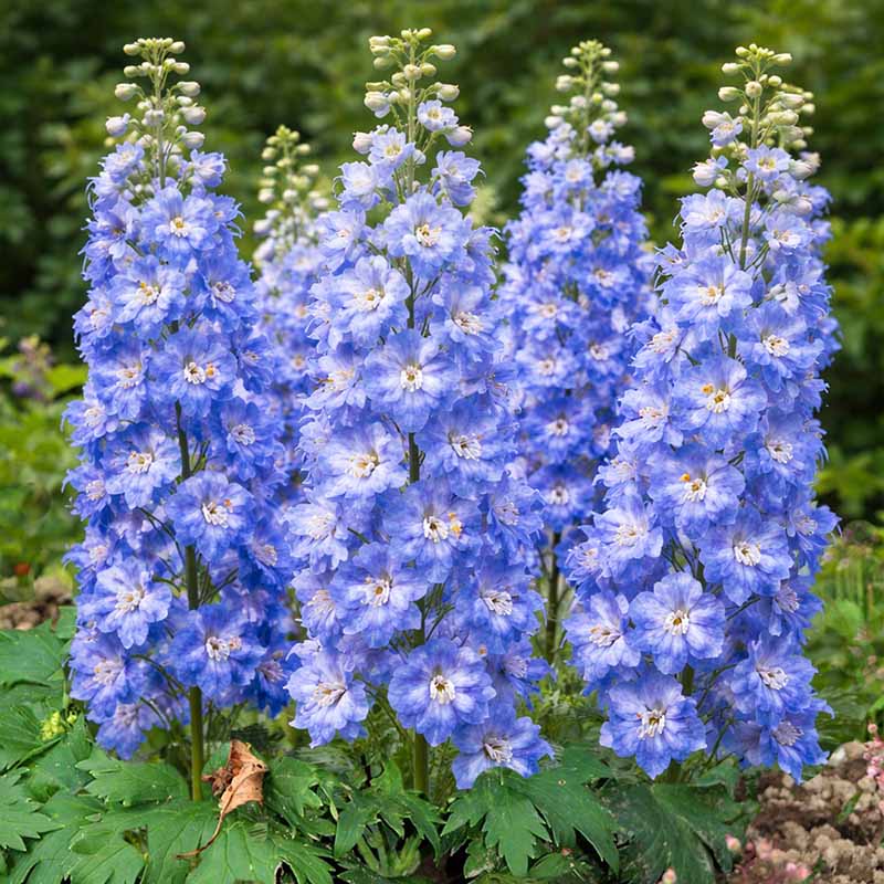 Blue delphinium flowers in a garden setting with green foliage.