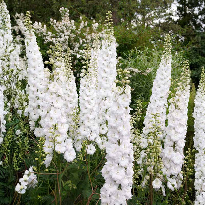 White delphinium flowers in a garden setting with green foliage.