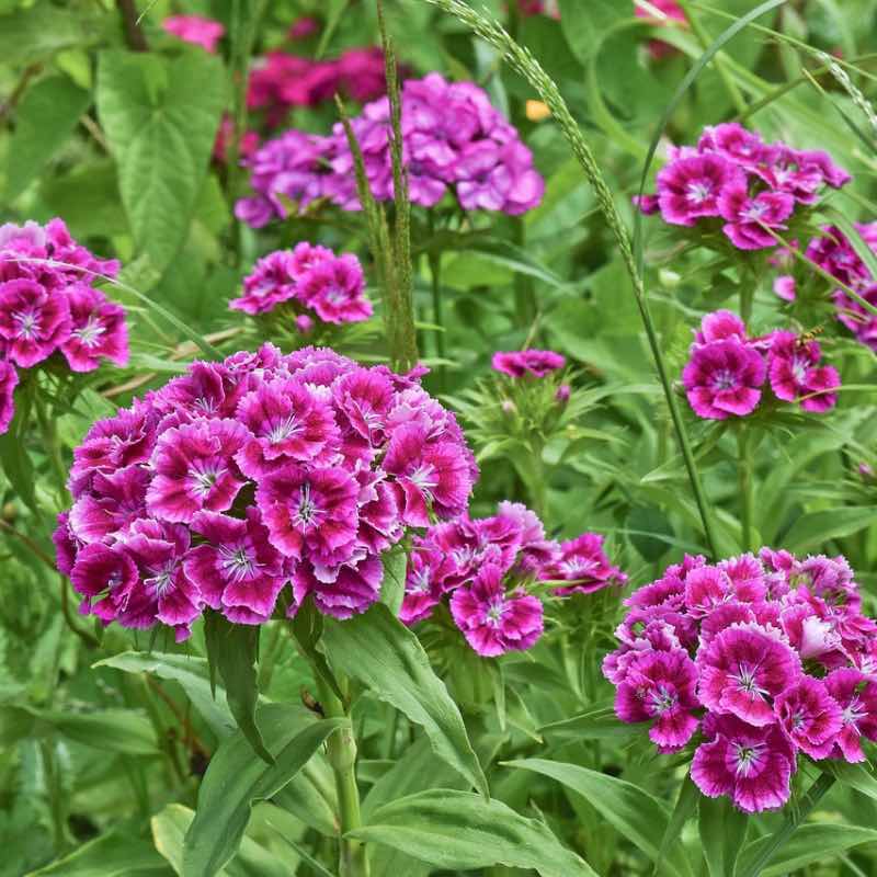 Close-up of vibrant purple dianthus flowers with green leaves in the background