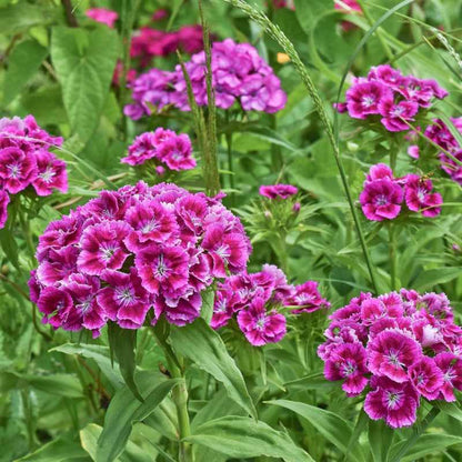 Close-up of vibrant purple dianthus flowers with green leaves in the background