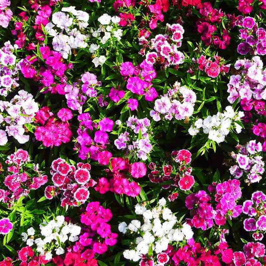 Multicolored Dianthus Chinensis flowers including pink, white, and purple in a garden setting.