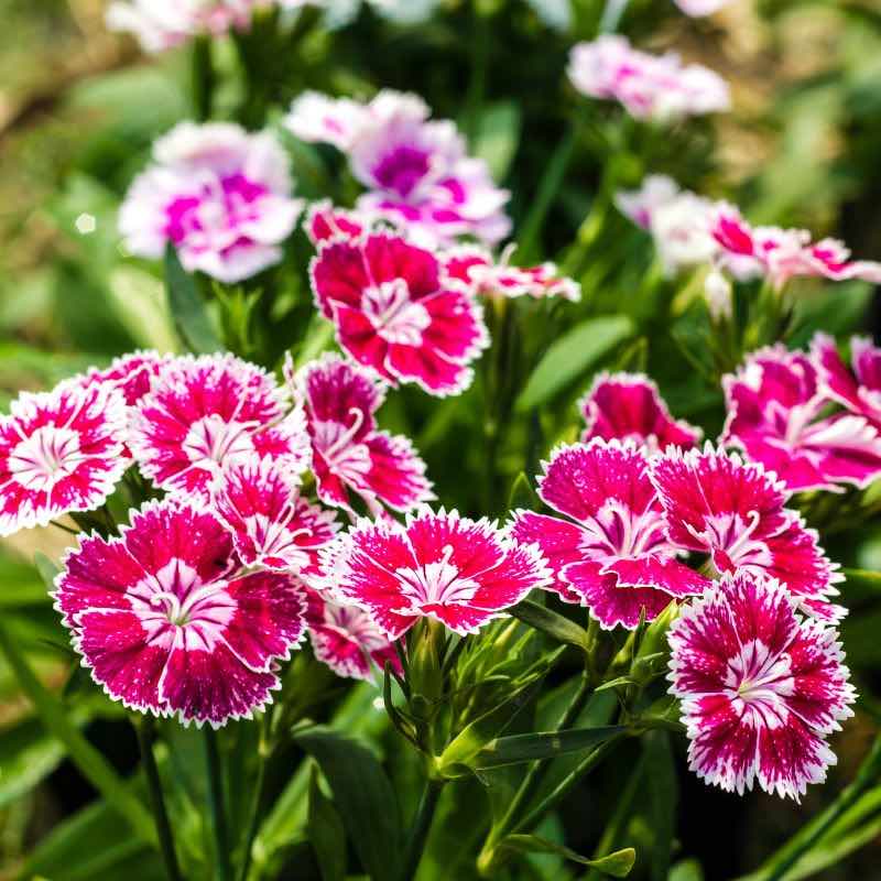 Close-up of Dianthus China pink and white flowers with green leaves