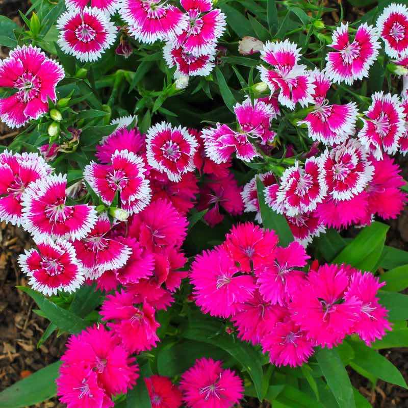 Dianthus Chinensis Seeds