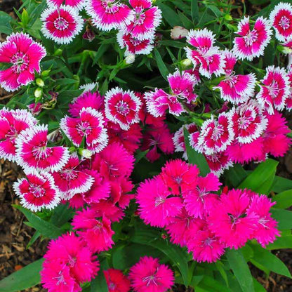 Dianthus Chinensis Seeds