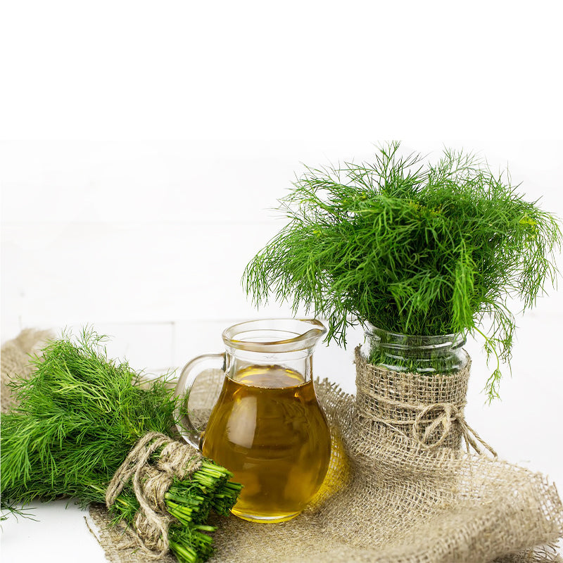 dill leaves - Gardening Plants And Flowers