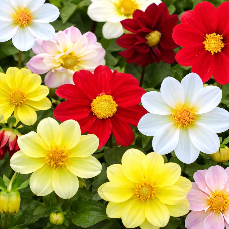 Dahlia Seeds Mix - Dahlia Variabilis Flowers – Gardening Plants