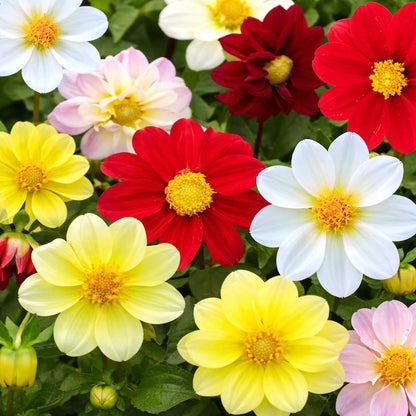 Colorful dwarf dahlia flowers including red, yellow, and white in a garden setting.