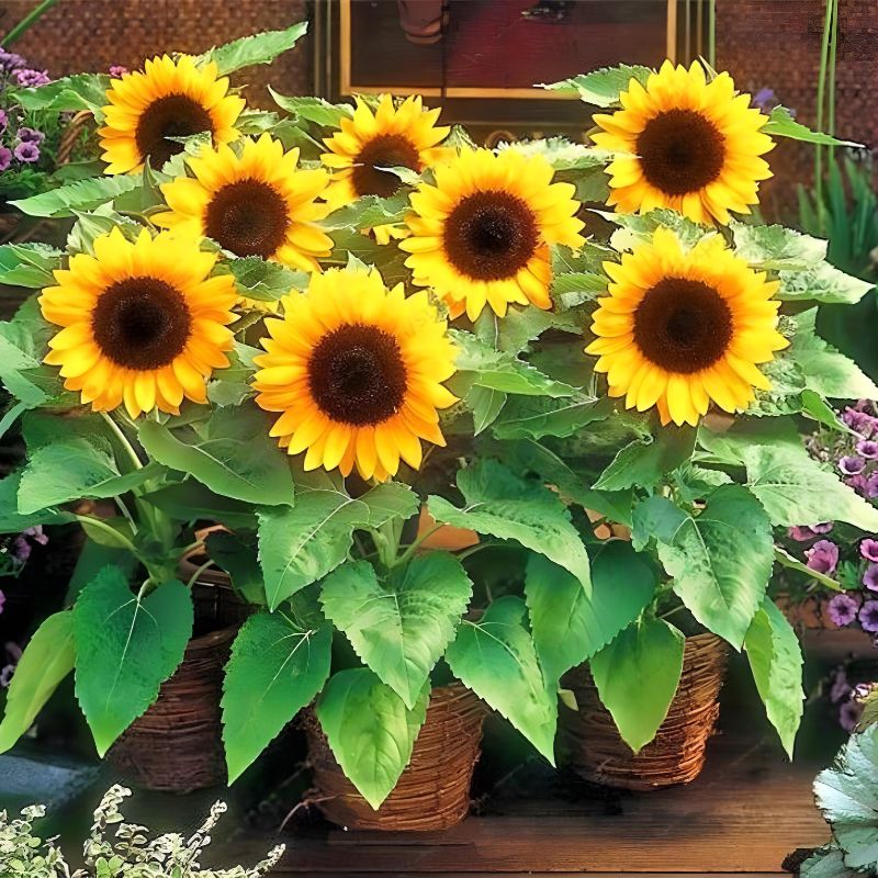 sunflower seeds - Gardening Plants And Flowers