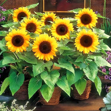 Load image into Gallery viewer, sunflower seeds - Gardening Plants And Flowers