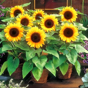 sunflower seeds - Gardening Plants And Flowers
