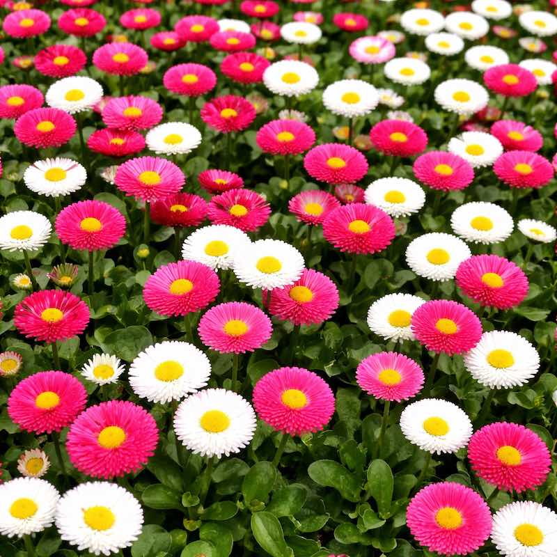 Multicolored English Daisy flowers including pink, white, and yellow blossoms.