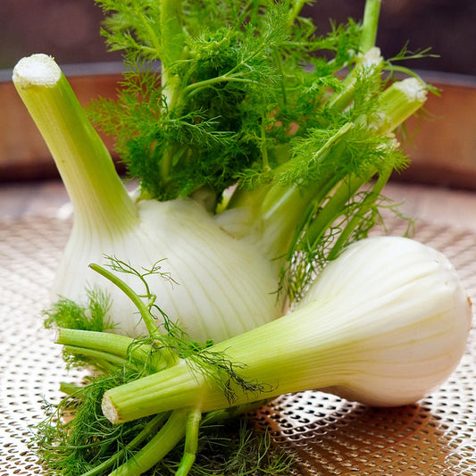 fennel florence - Gardening Plants And Flowers