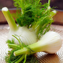 Load image into Gallery viewer, fennel florence - Gardening Plants And Flowers