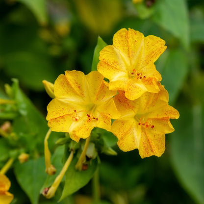 Close-up of two yellow flowers of Mirabilis Jalapa with green leaves in the background