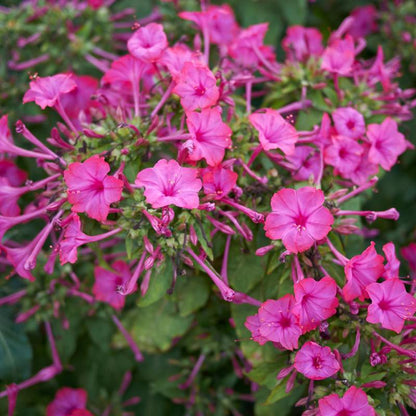 Close-up of pink Mirabilis Jalapa flowers with green leaves