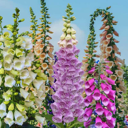 Colorful foxglove flowers against a clear blue sky