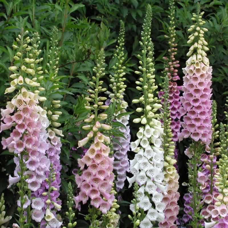 Colorful foxglove flowers in a garden setting