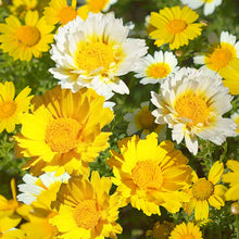 Load image into Gallery viewer, Garland Daisy Flowers