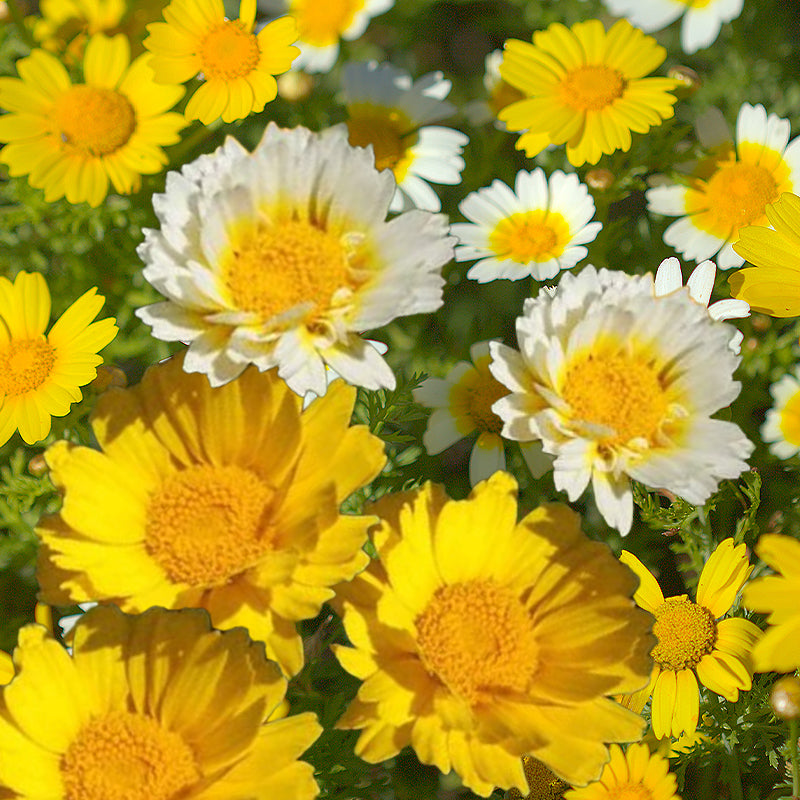 yellow chrysanthemum seeds - Gardening Plants And Flowers