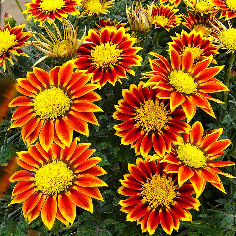 gazania - Gardening Plants And Flowers