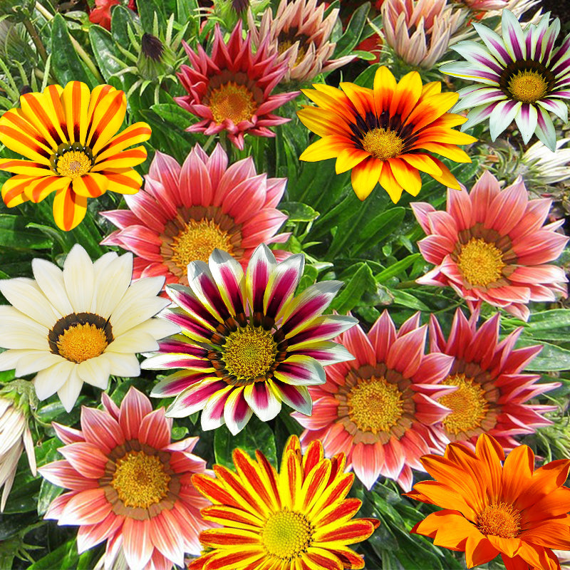 gazania mix - Gardening Plants And Flowers