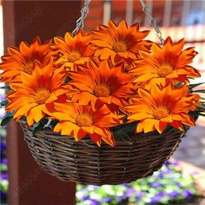 gazania orange - Gardening Plants And Flowers