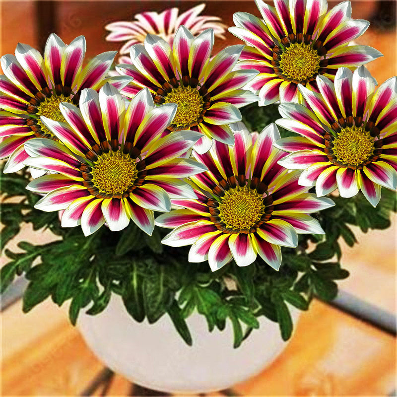 gazania rigens - Gardening Plants And Flowers