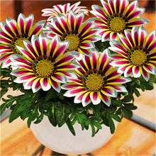 Load image into Gallery viewer, gazania rigens - Gardening Plants And Flowers