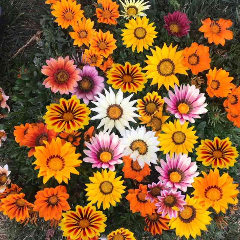 Colorful bouquet of Gazania Splendes with orange, yellow, pink, and white flowers.
