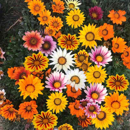 Colorful bouquet of Gazania Splendes with orange, yellow, pink, and white flowers.