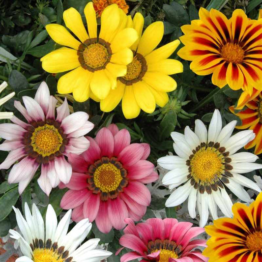 Colorful Gazania Splendes flowers including yellow, pink, white, and multicolor in a garden setting.