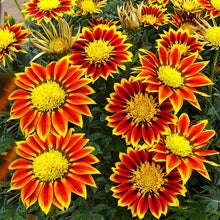 Load image into Gallery viewer, gazania - Gardening Plants And Flowers