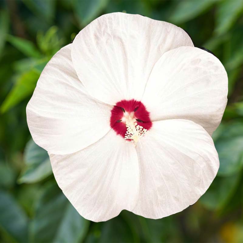 White hibiscus luna flower with a red center against a blurred green background
