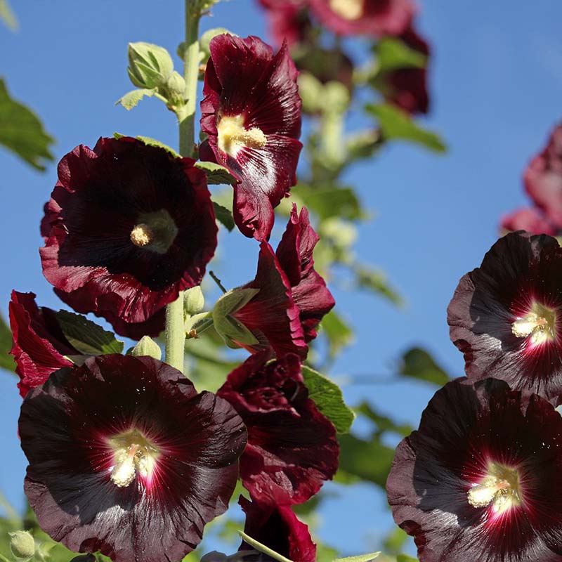 Hollyhock Nigra featuring dark purple flowers with a bright blue sky background