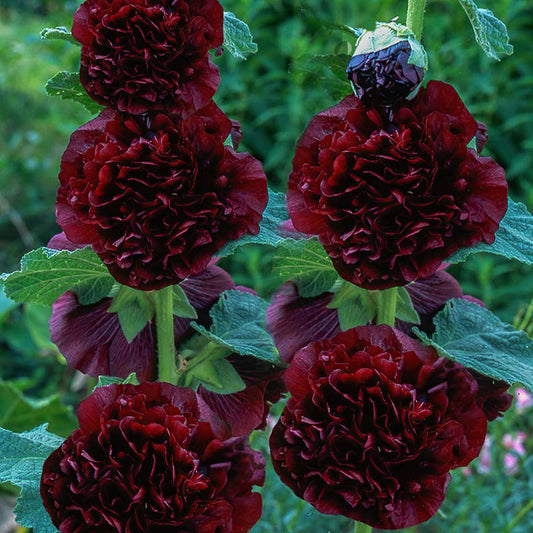 Hollyhock Chater's Double Maron: dark red flowers with green leaves on a blurred green background