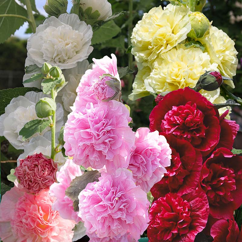 A group of Alcea Chater's Double with carnation-like blooms next to each other, dark red color, white color, pink color, peach color, and yellow color flowers in a garden setting
